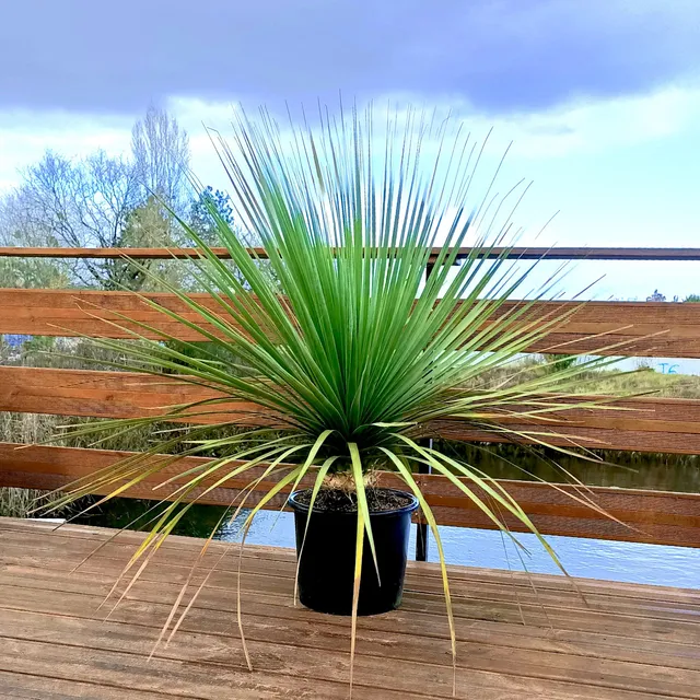 Bakker Noline bleue plante terrasse pot 11cm 40-60cm