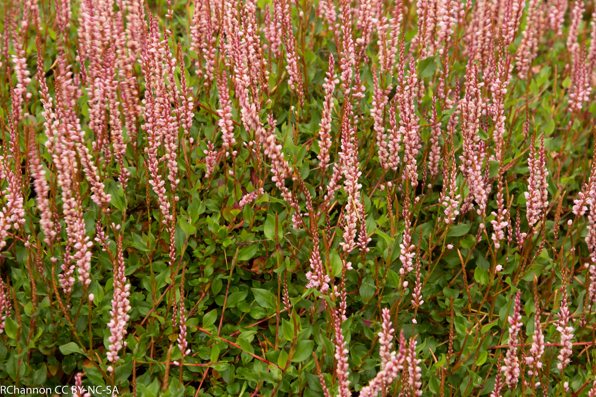 Passion Vivaces Persicaria vaccinifolia renouée tapis rose tendre