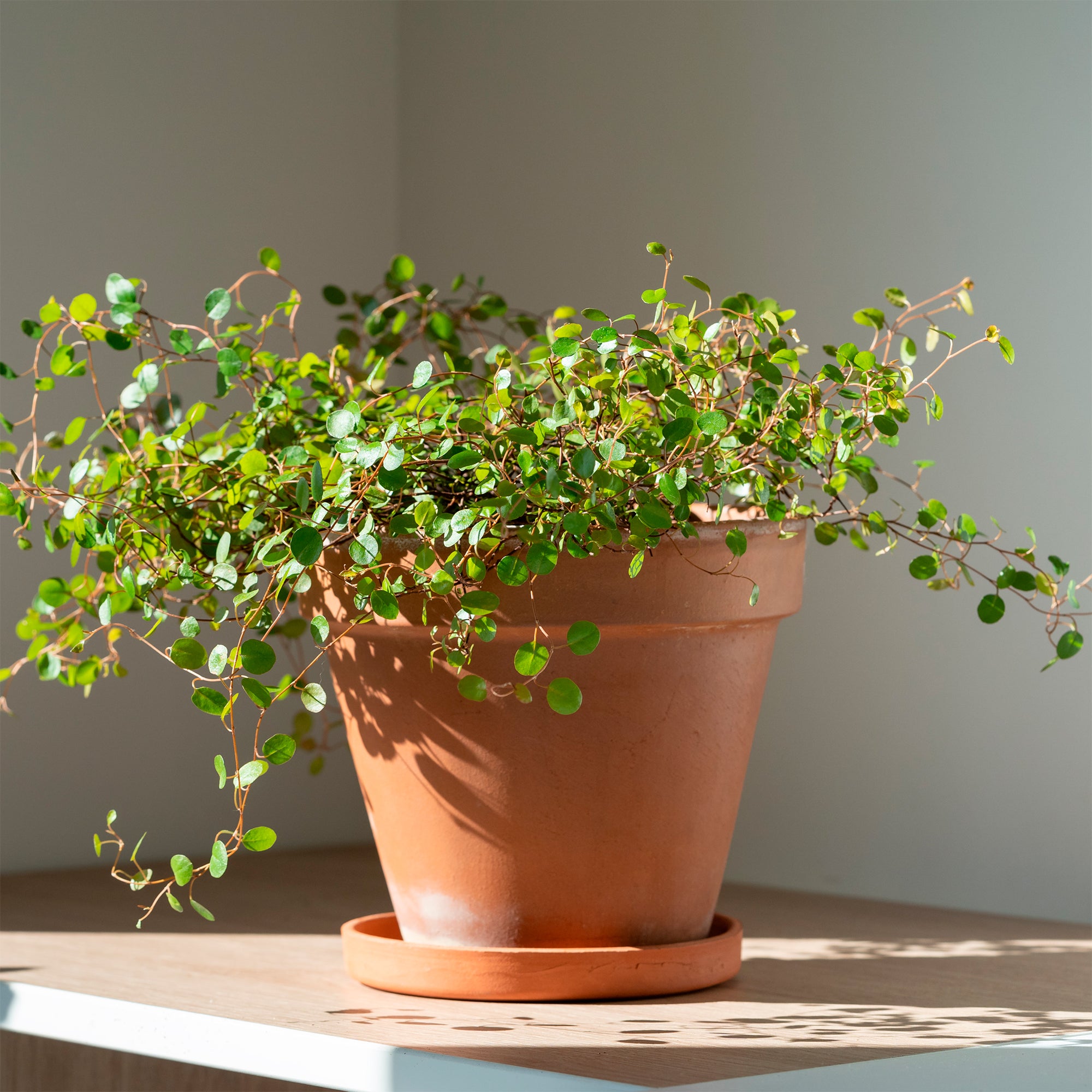 Bakker Muehlenbeckia complexa plante terrasse pot Ø 9 cm