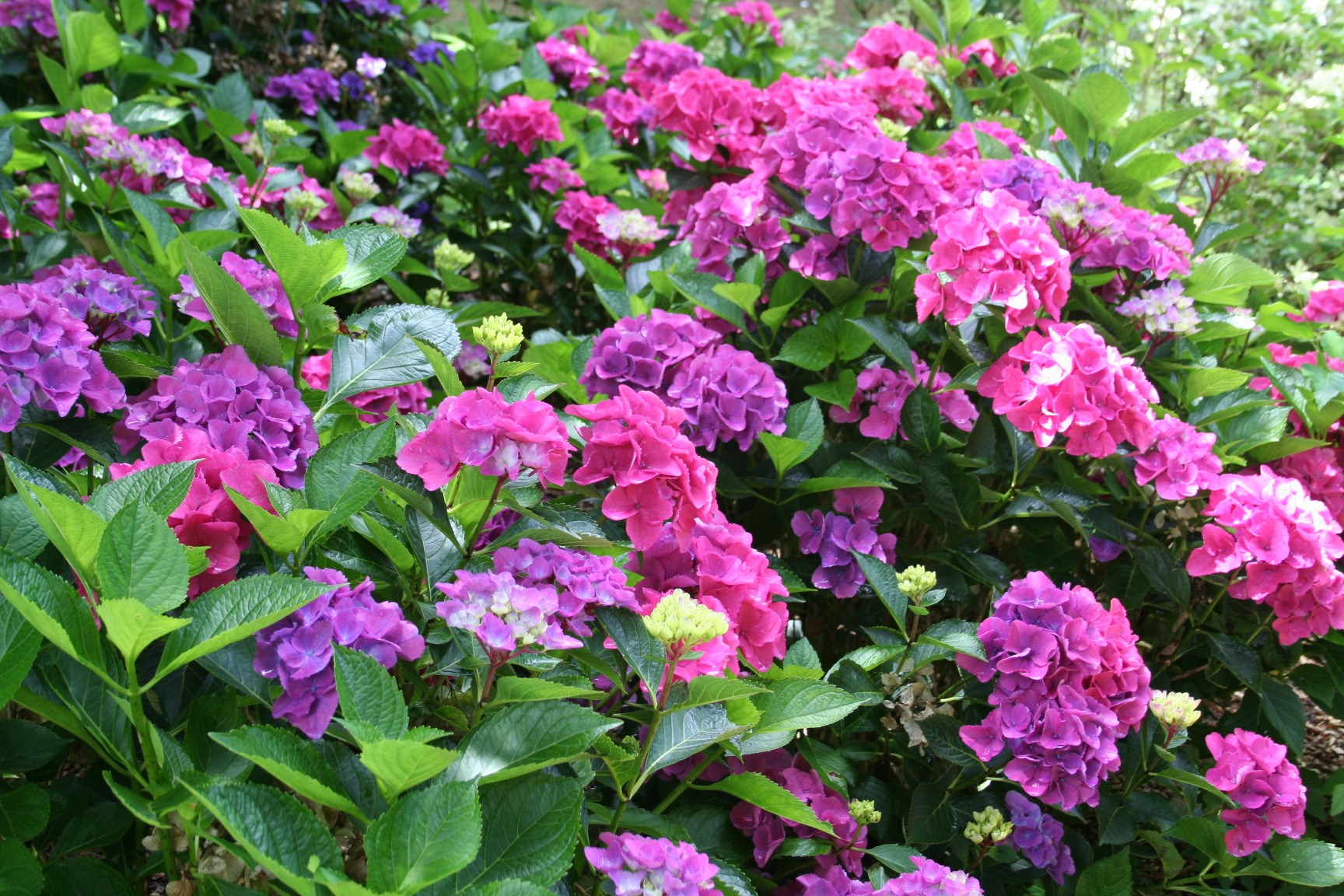 Les Hortensias du Haut Bois Venedig hortensia boule godet