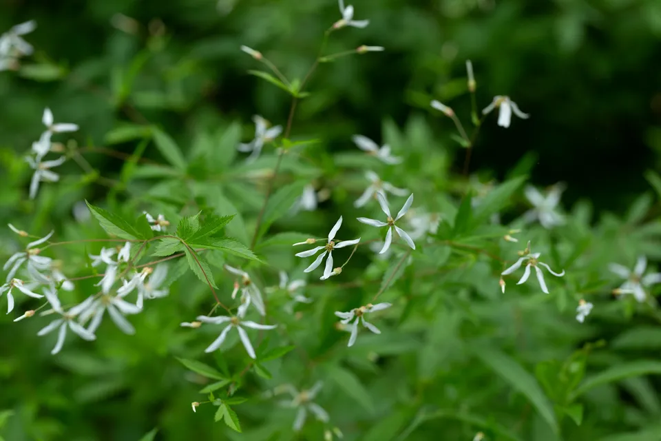 Passion Vivaces GILLENIA stipulata vivace blanche étoilée pot 1 litre