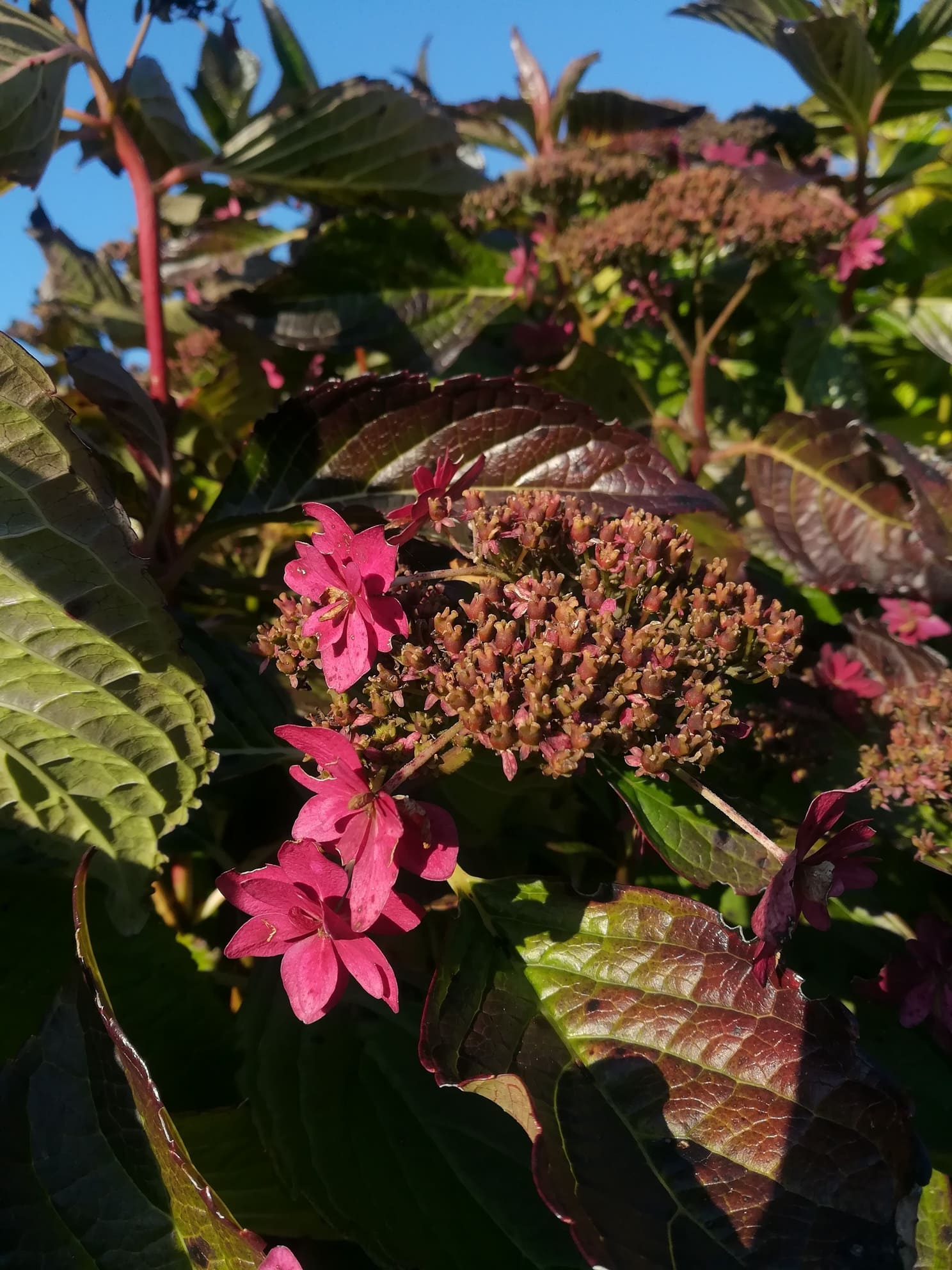Les Hortensias du Haut Bois Izu no hana hortensia fleurs plates