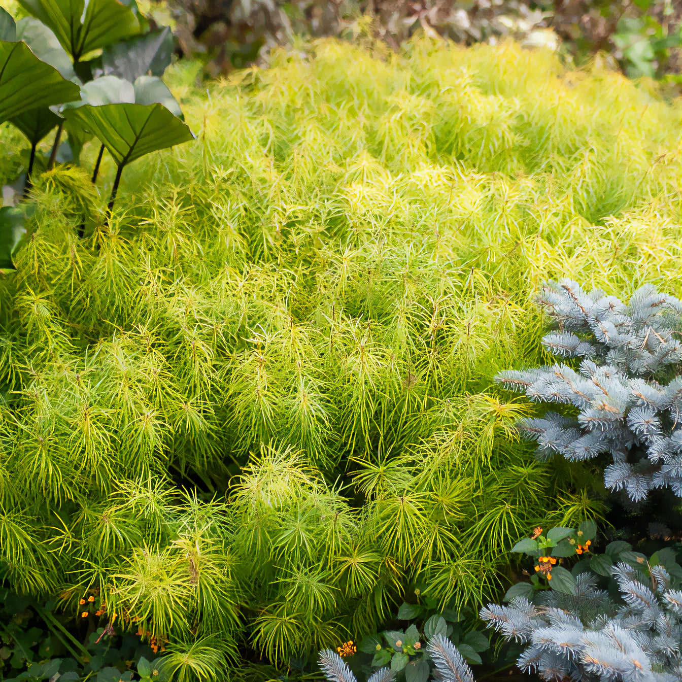 Bakker Amsonie hubrichtii vivace pot Ø 9 cm bleue dorée