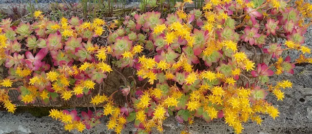 Passion Vivaces Sedum palmeri plante grasse godet feuillage persistant