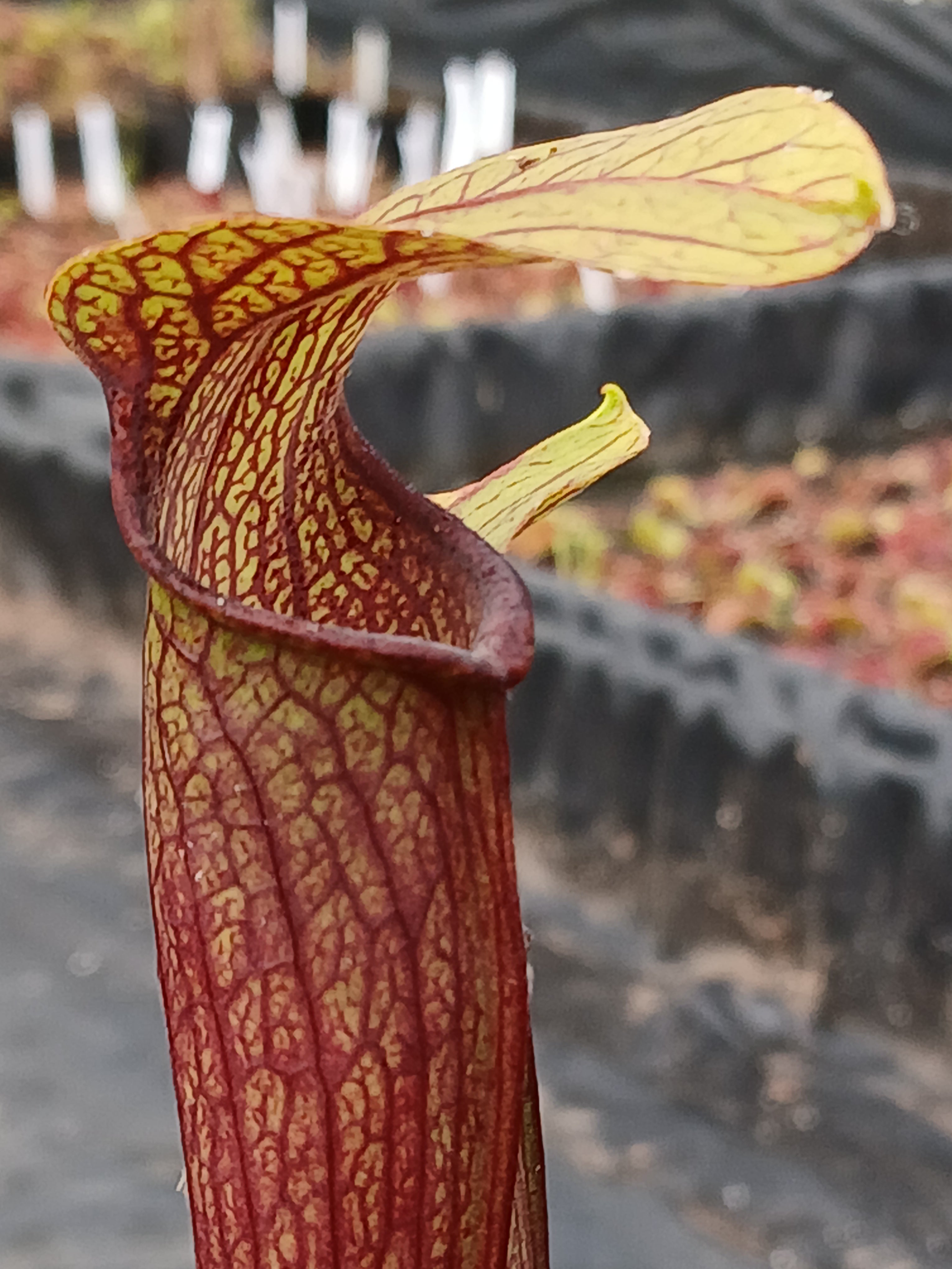 Carniflore Sarracenia rubra jonesii Caesar’s Head plante carnivore