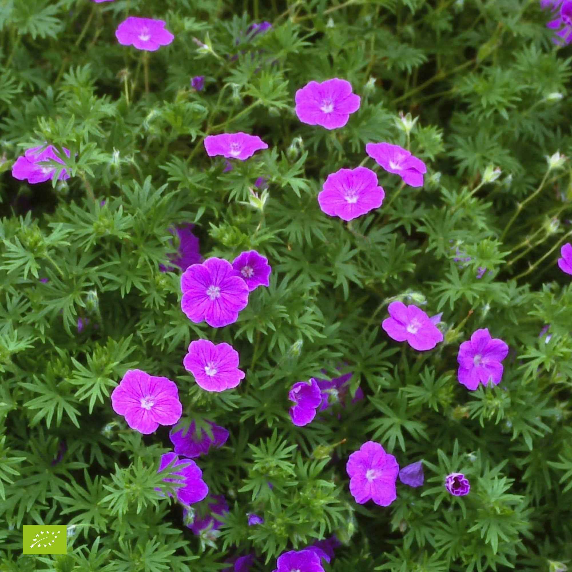 Bakker Plantes vivaces Géranium sanguin plante vivace pot 9cm rose foncé