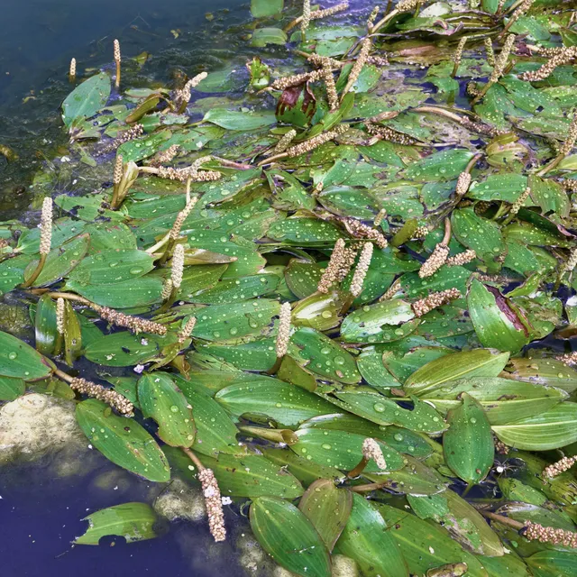 Bakker Plantes de bassin Potamot nageant pot Ø 9cm oxygénante