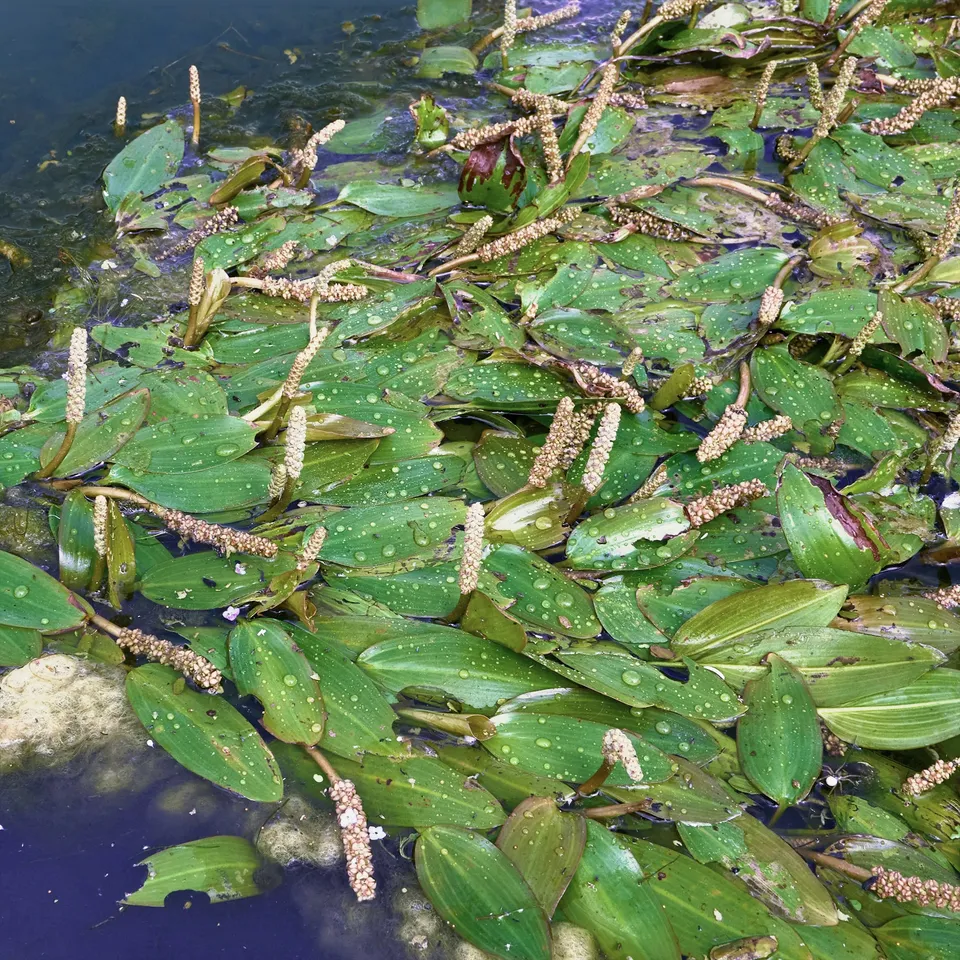 Bakker Plantes de bassin Potamot nageant pot Ø 9cm oxygénante
