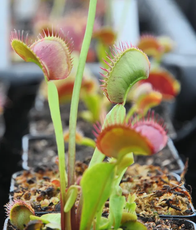 Carniflore Dionée South West Giant plante carnivore pot 9cm