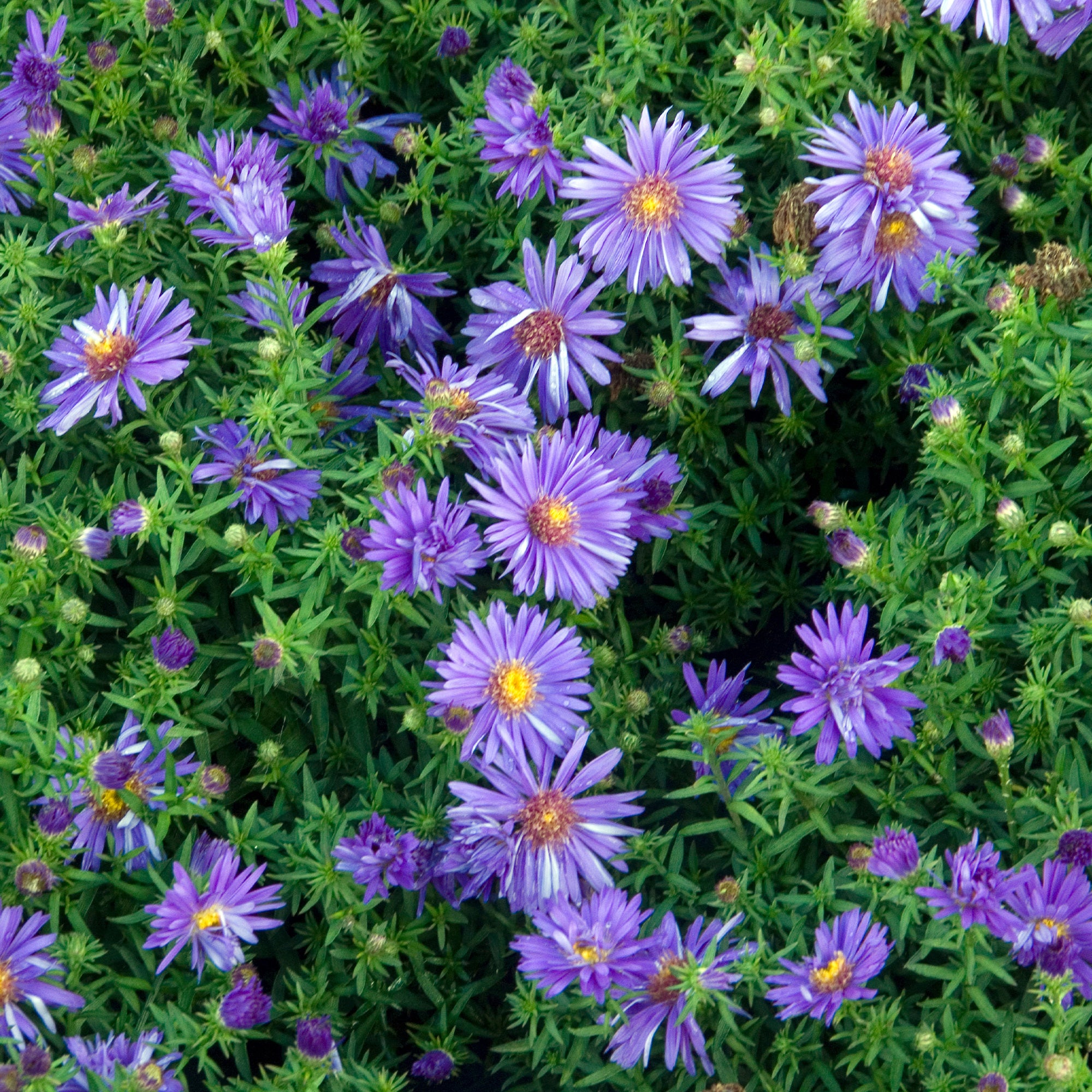 Bakker Augenweide aster nain pot Ø9cm violet automne