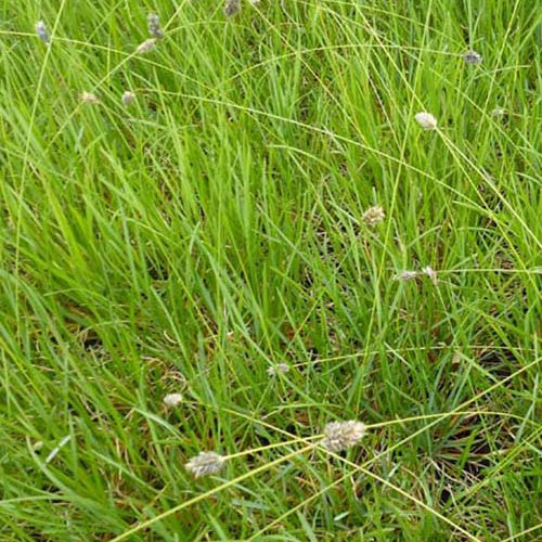 Bakker Extérieur Seslérie Heufleriana graminée pot 9cm bleutée