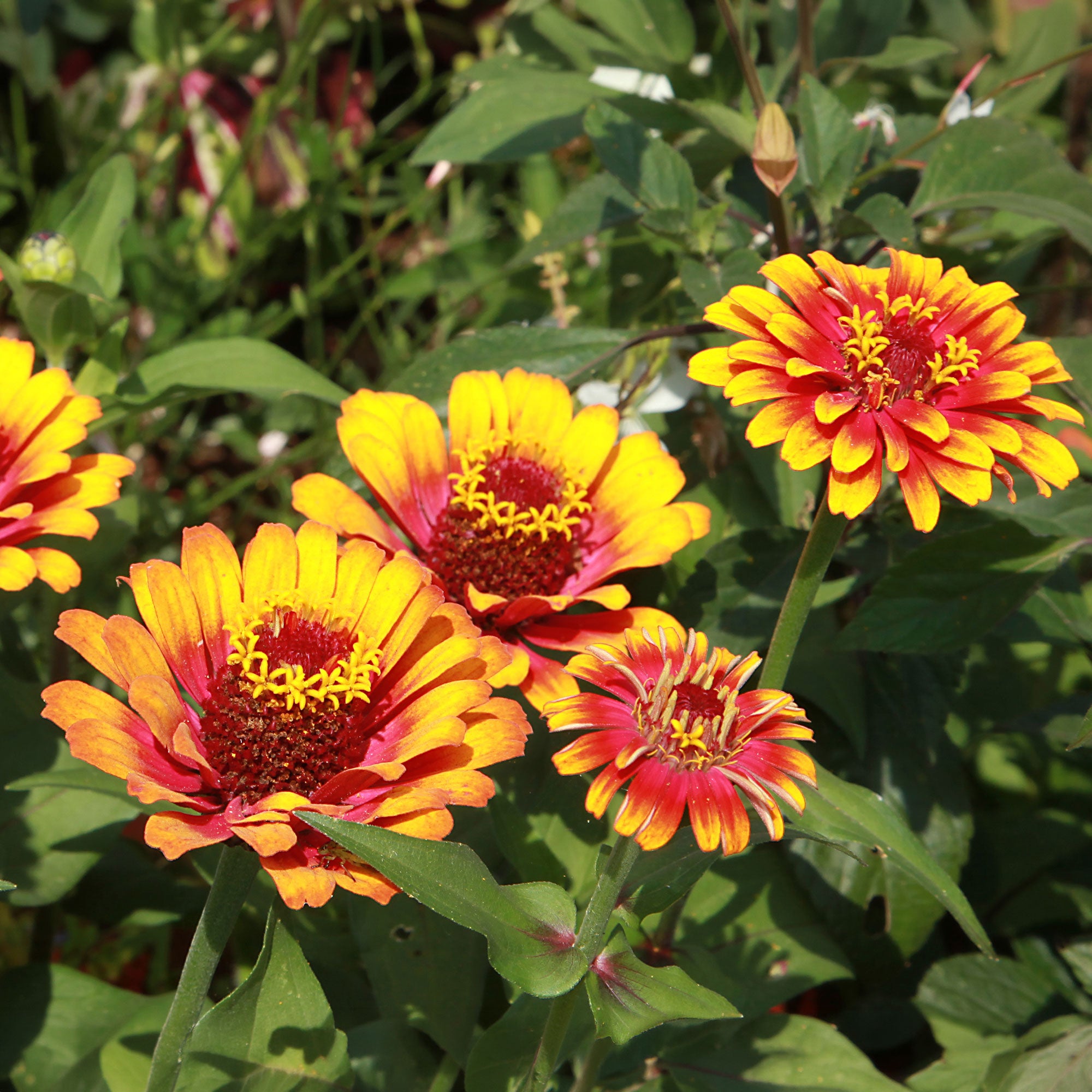 Bakker Zinnia Caroussel double graines 1g mélange bouquet