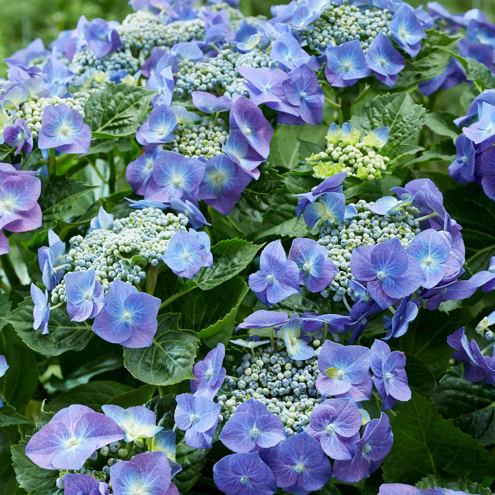 Bakker Hortensia Teller Blue arbuste pot 1,5L 15-20 cm bleu
