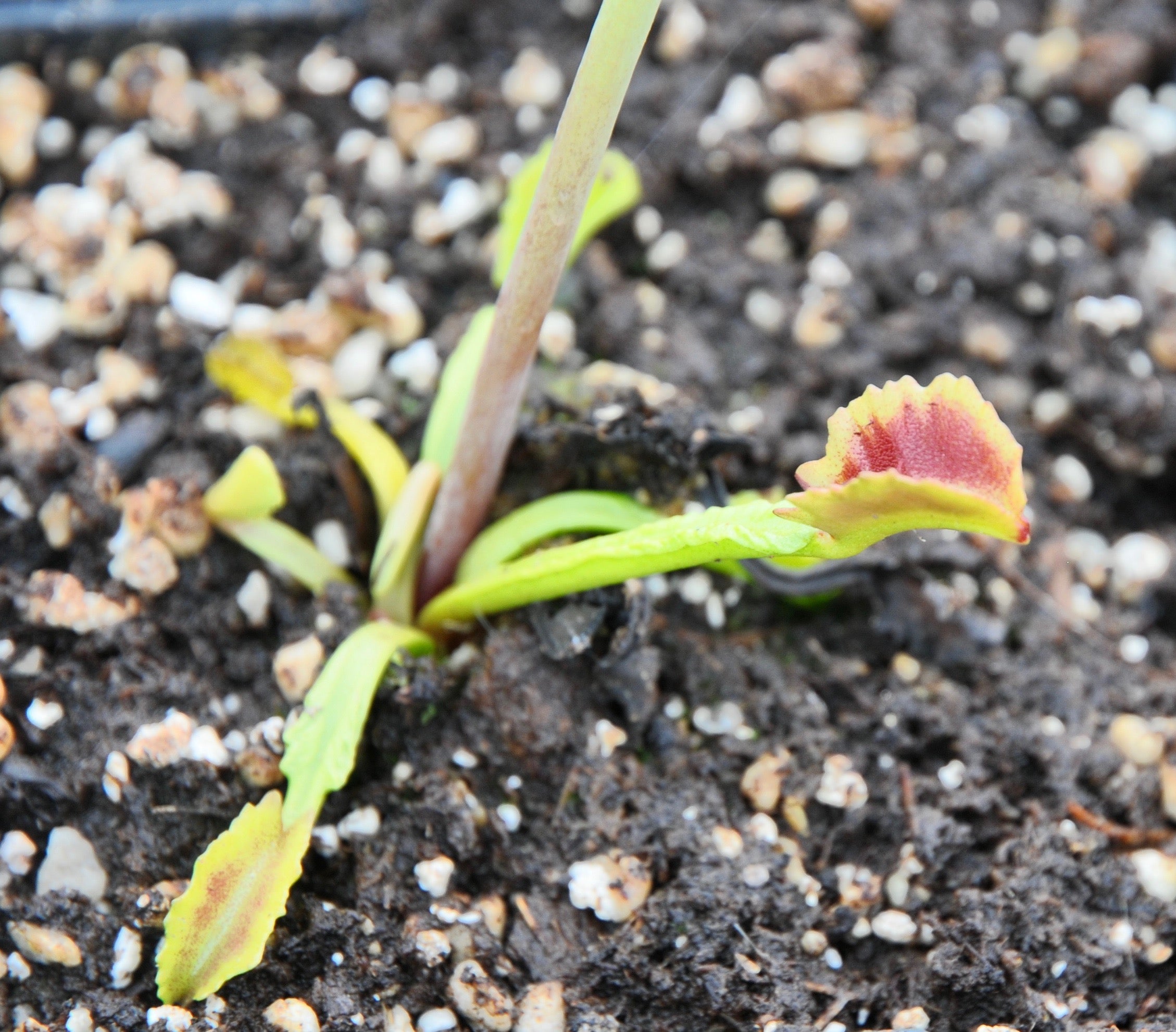 Carniflore Dionaea Wacky Trap dionée attrape-mouche sans cils