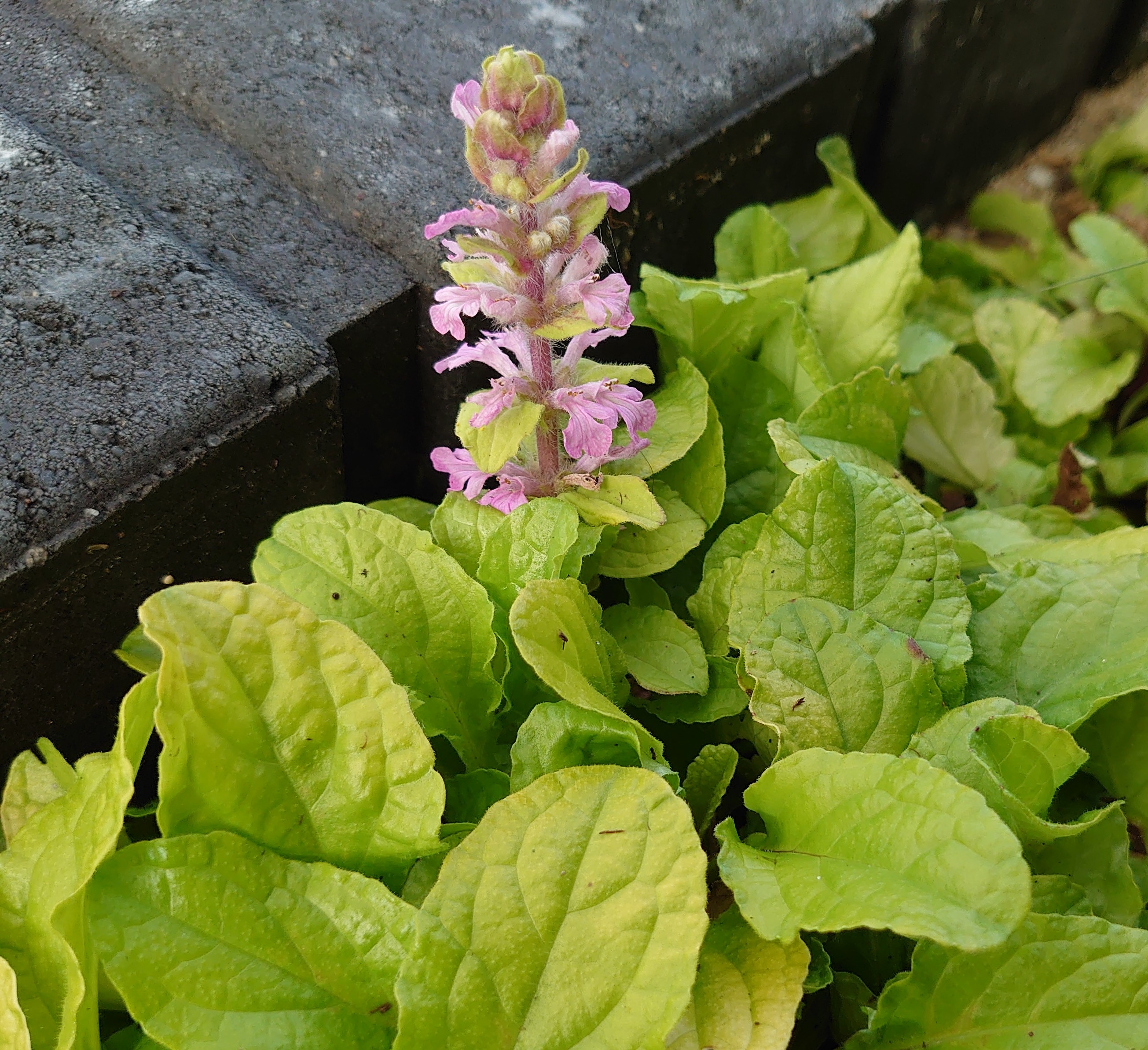 Passion Vivaces Ajuga reptans Gold Chang plante couvre-sol doré