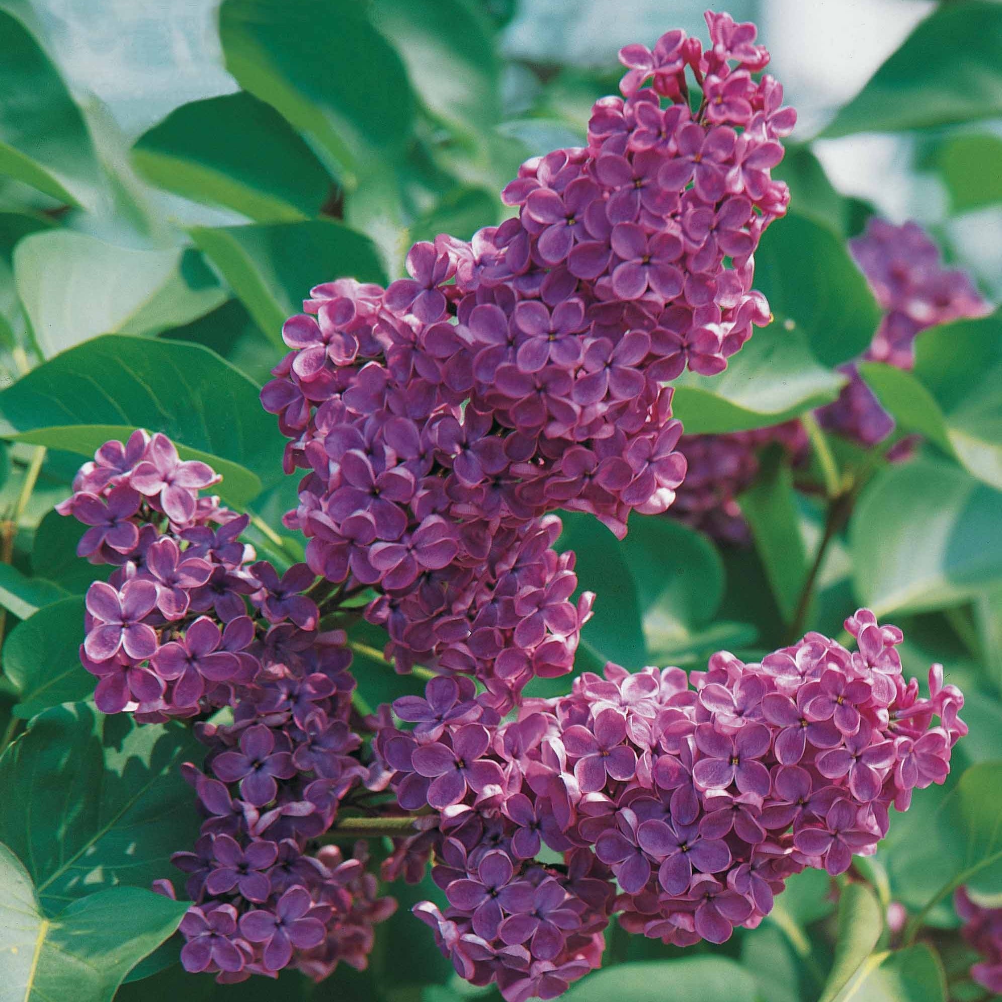 Bakker Lilas commun violet parfumé 2 pots 2-3 branches