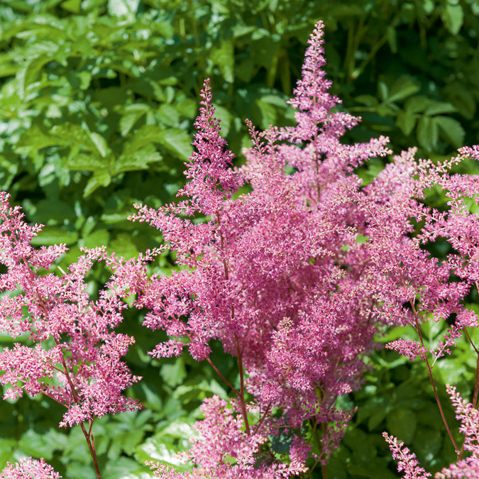 Bakker Astilbe Rheinland vivace rose pot Ø 9 cm
