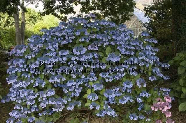 Les Hortensias du Haut Bois Mariesii Perfecta hortensia fleurs plates godet