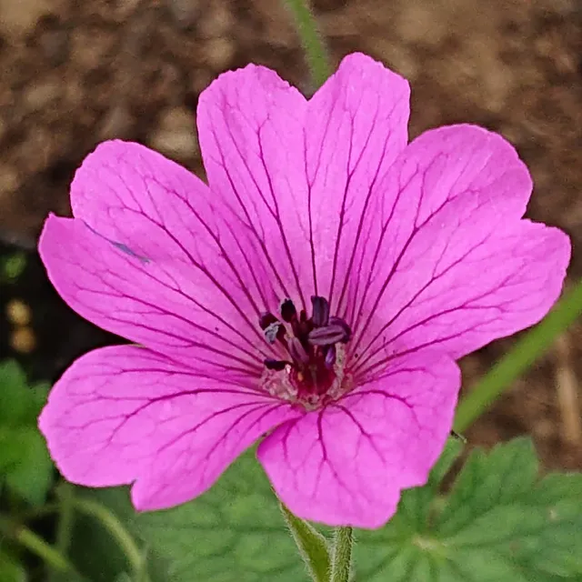 Passion Vivaces Geranium Elworthy Eyecatcher géranium godet rose