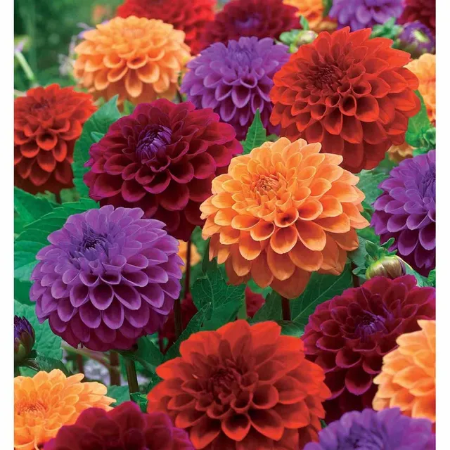 Bakker Dahlias pompons bulbes sachet 4 multicolore