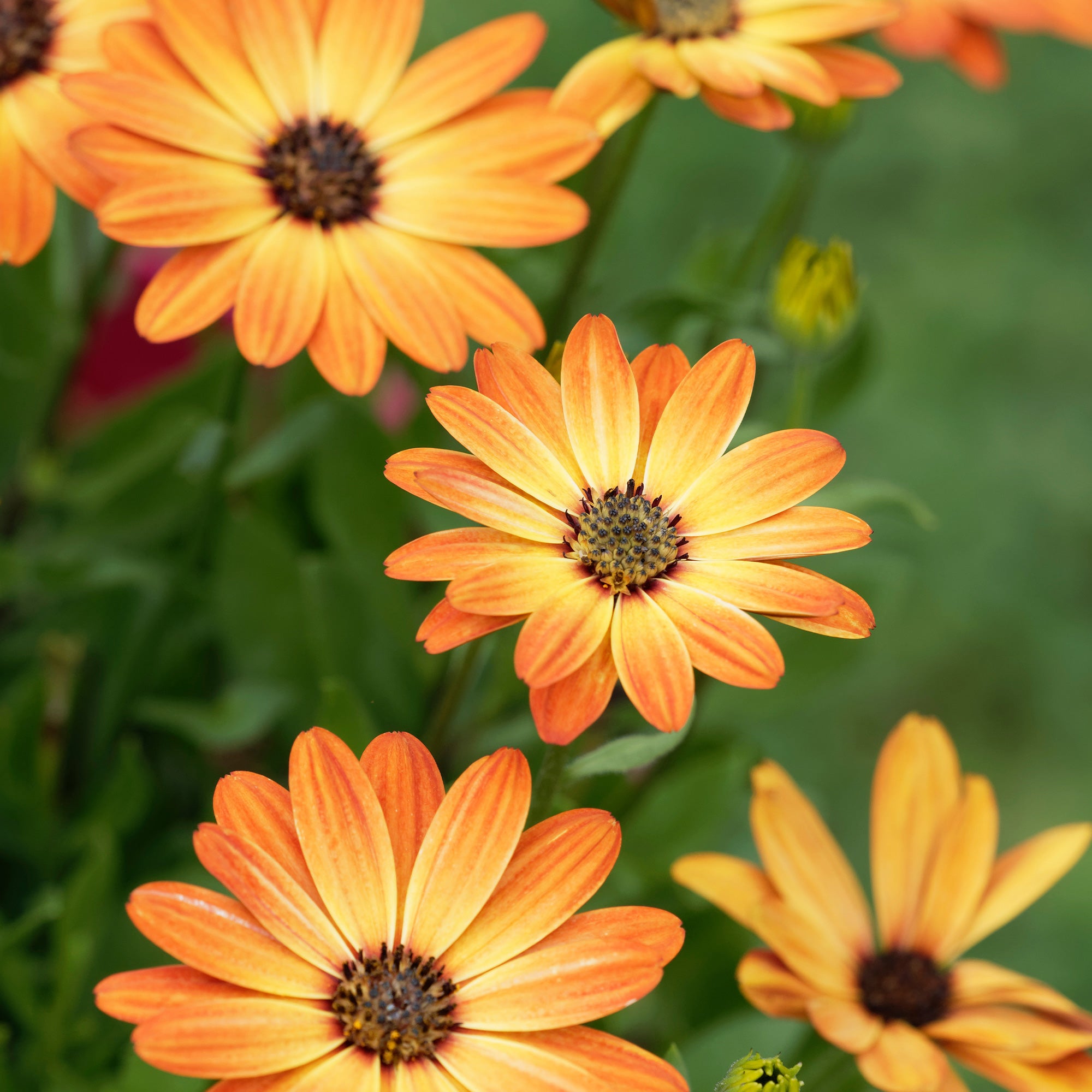 Bakker Marguerite du Cap orange pot 10,5cm