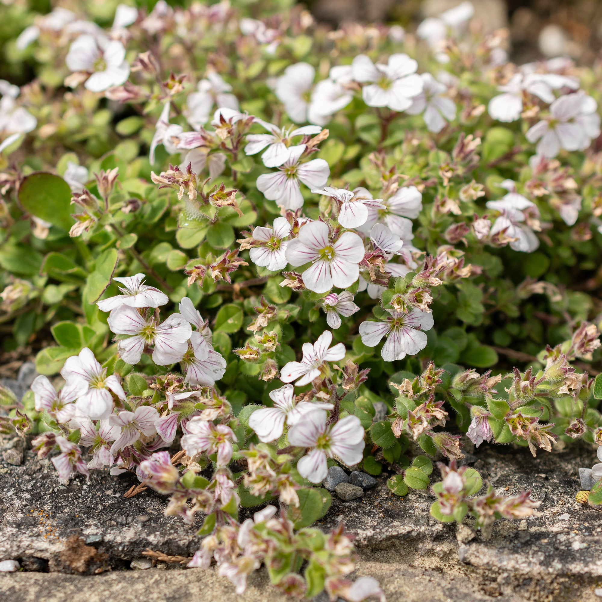 Bakker Gypsophile en coussin vivace pot 9cm fleur blanche