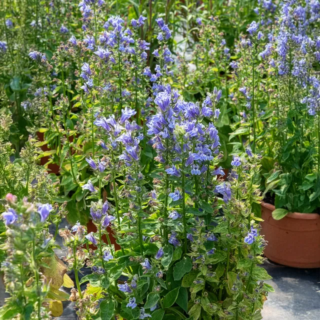 Bakker Grande Lobelia vivace pot 9cm violet humide