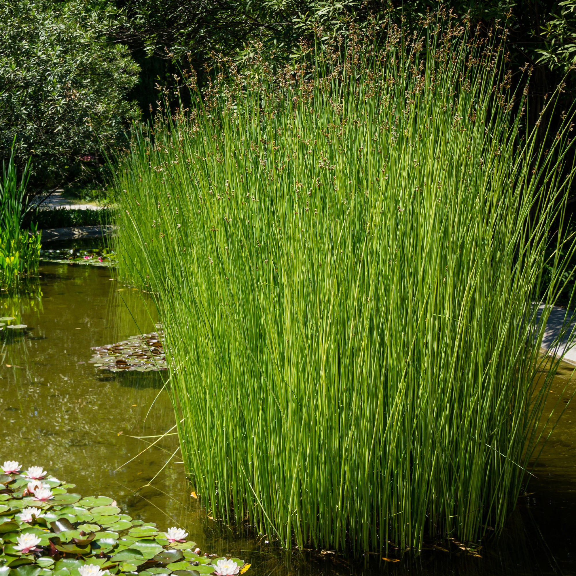 Bakker Jonc des chaisiers plante de bassin pot Ø 9 cm