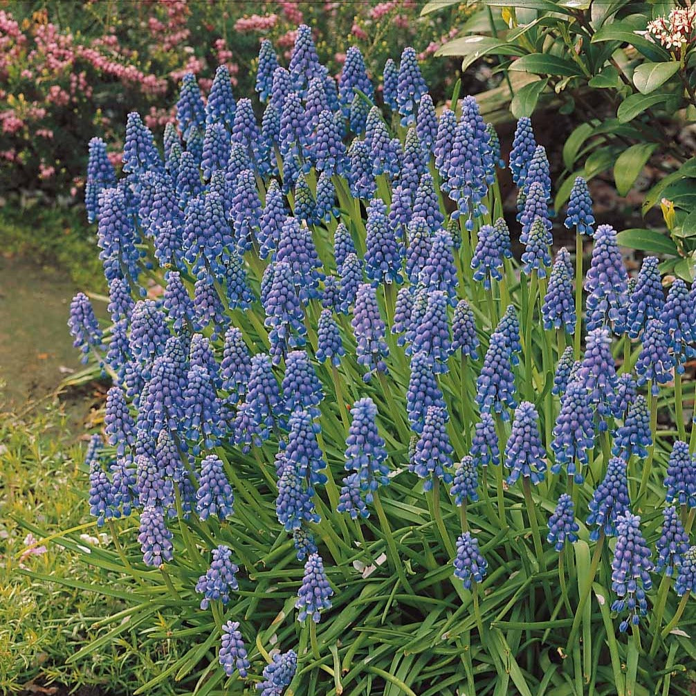 Bakker Muscaris bleus bulbes sachet 10 bulbes floraison mars