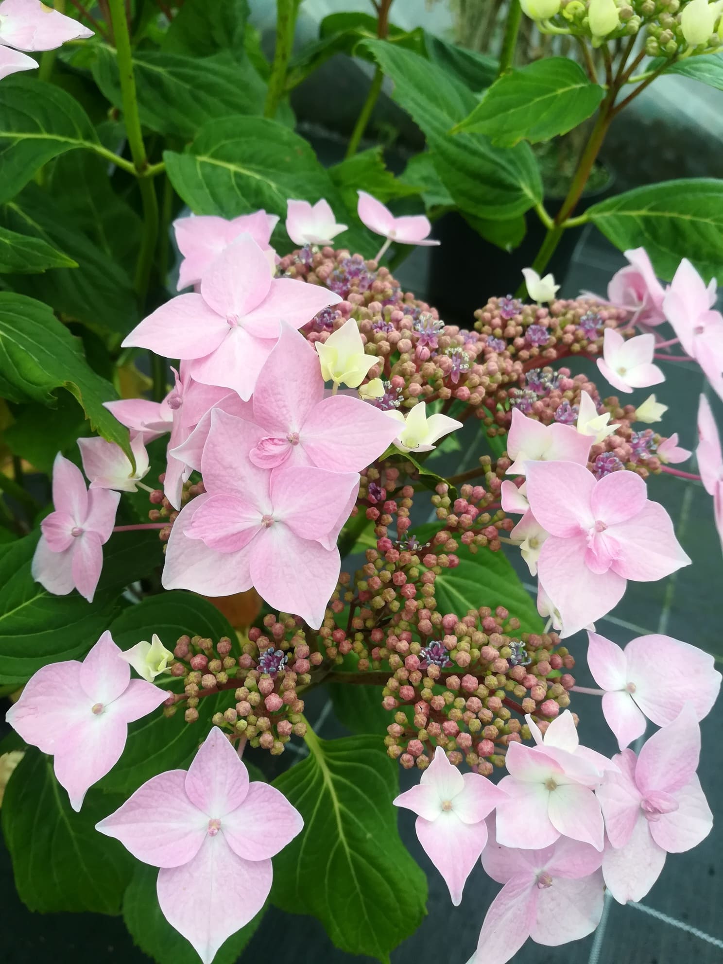 Les Hortensias du Haut Bois Hydrangea macrophylla Jean Varnier hortensia bleu