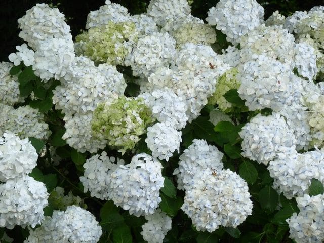 Les Hortensias du Haut Bois Mouillère hortensia macrophylla rondes