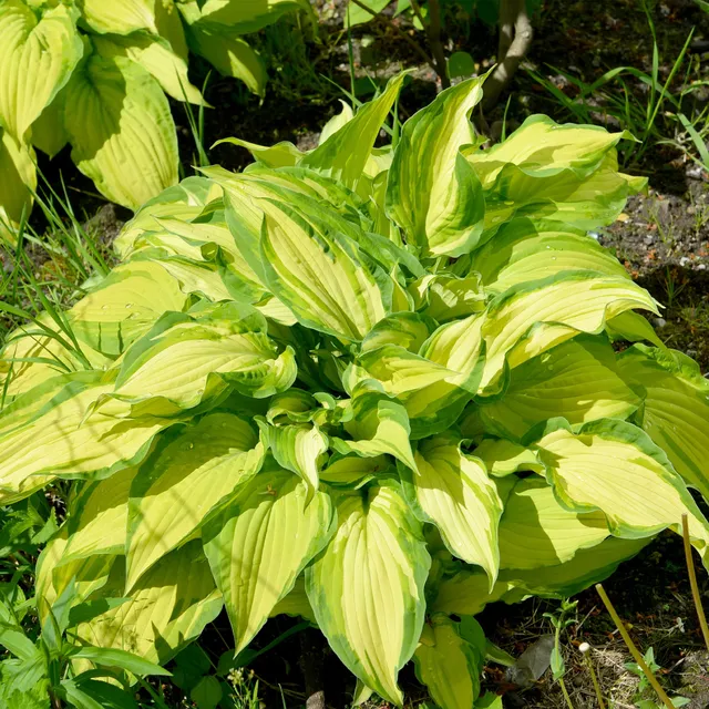 Bakker Hosta Albopicta vivace pot Ø9cm feuilles jaunes