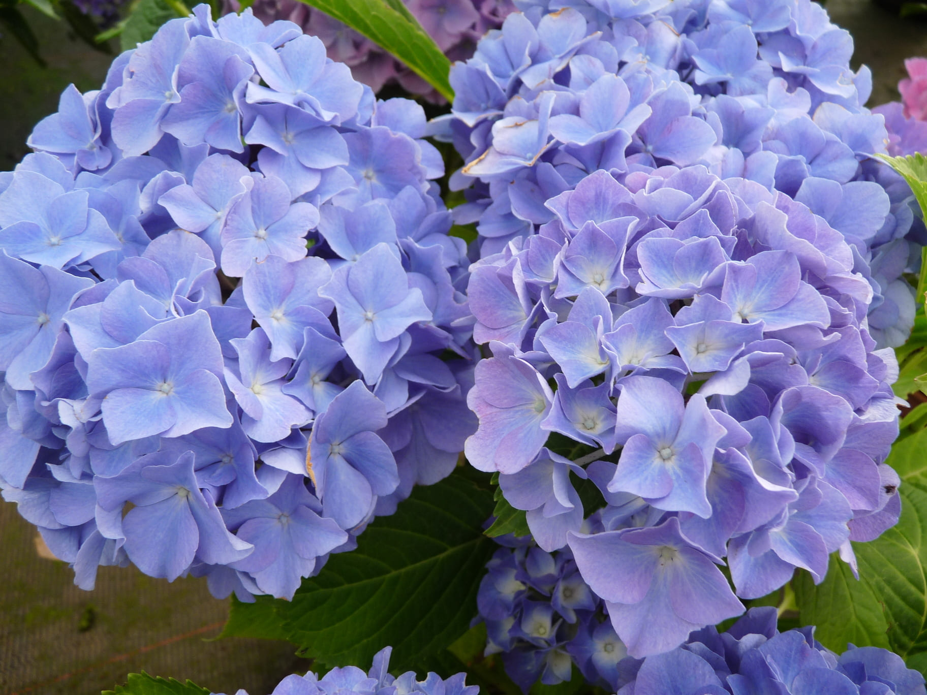 Les Hortensias du Haut Bois Blauer Zwerg hortensia nain bleu godet