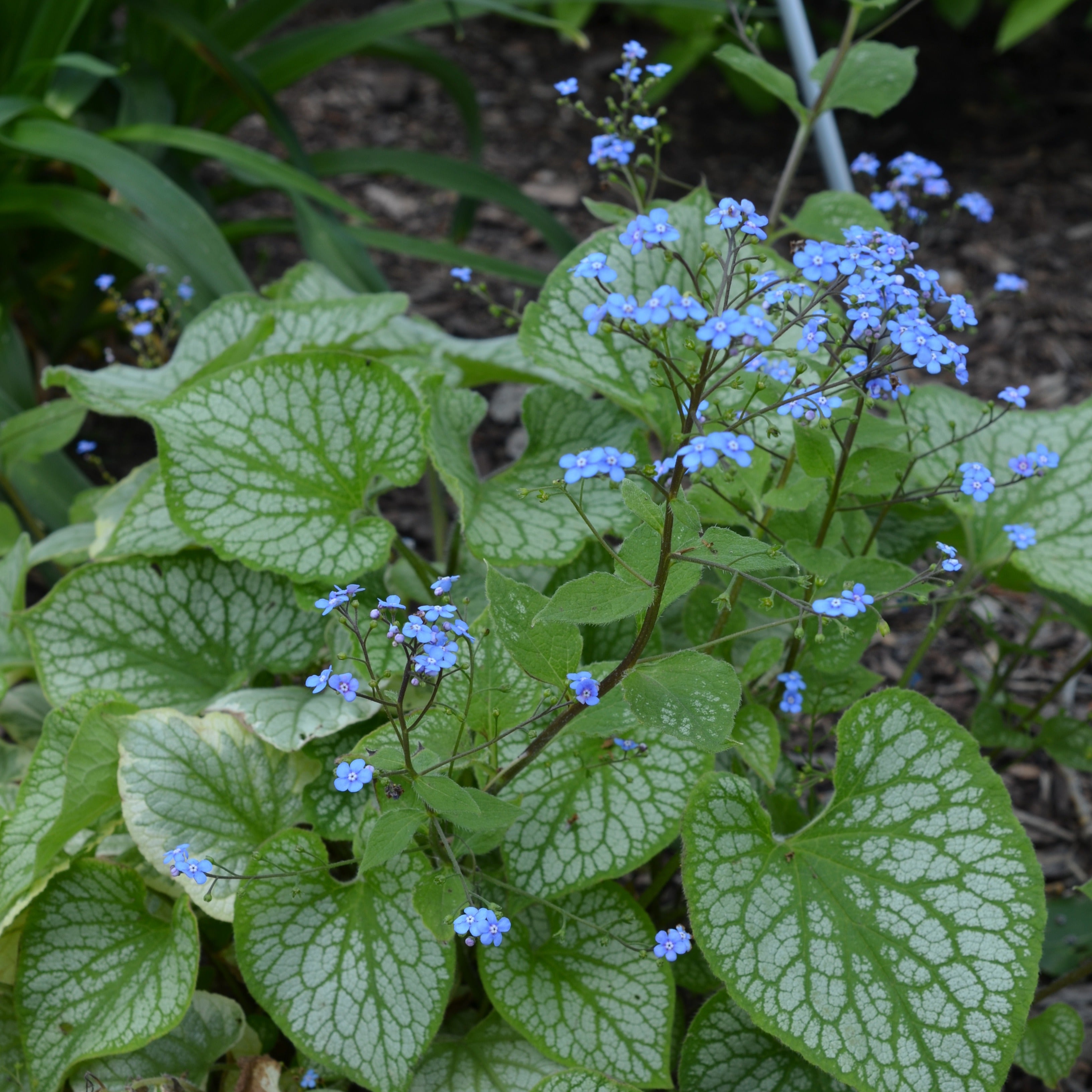 Bakker Emerald Mist myosotis vivace racine nue ombre