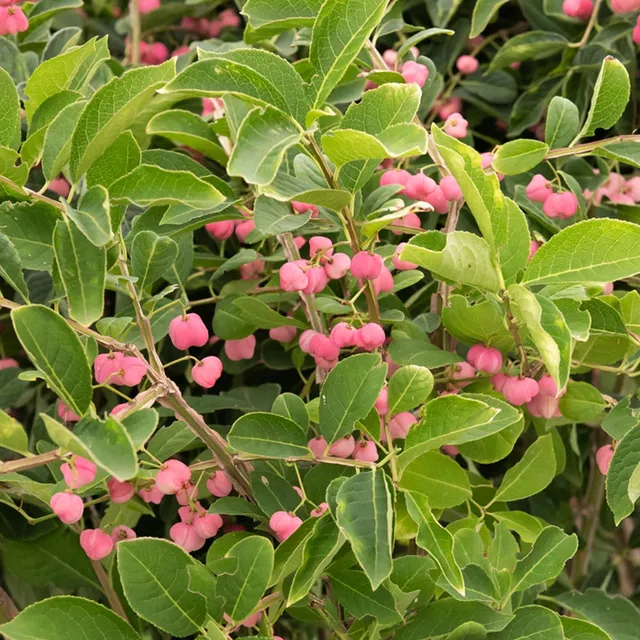 Bakker Fusain de Chine Euonymus phellomanus arbuste pot 2L