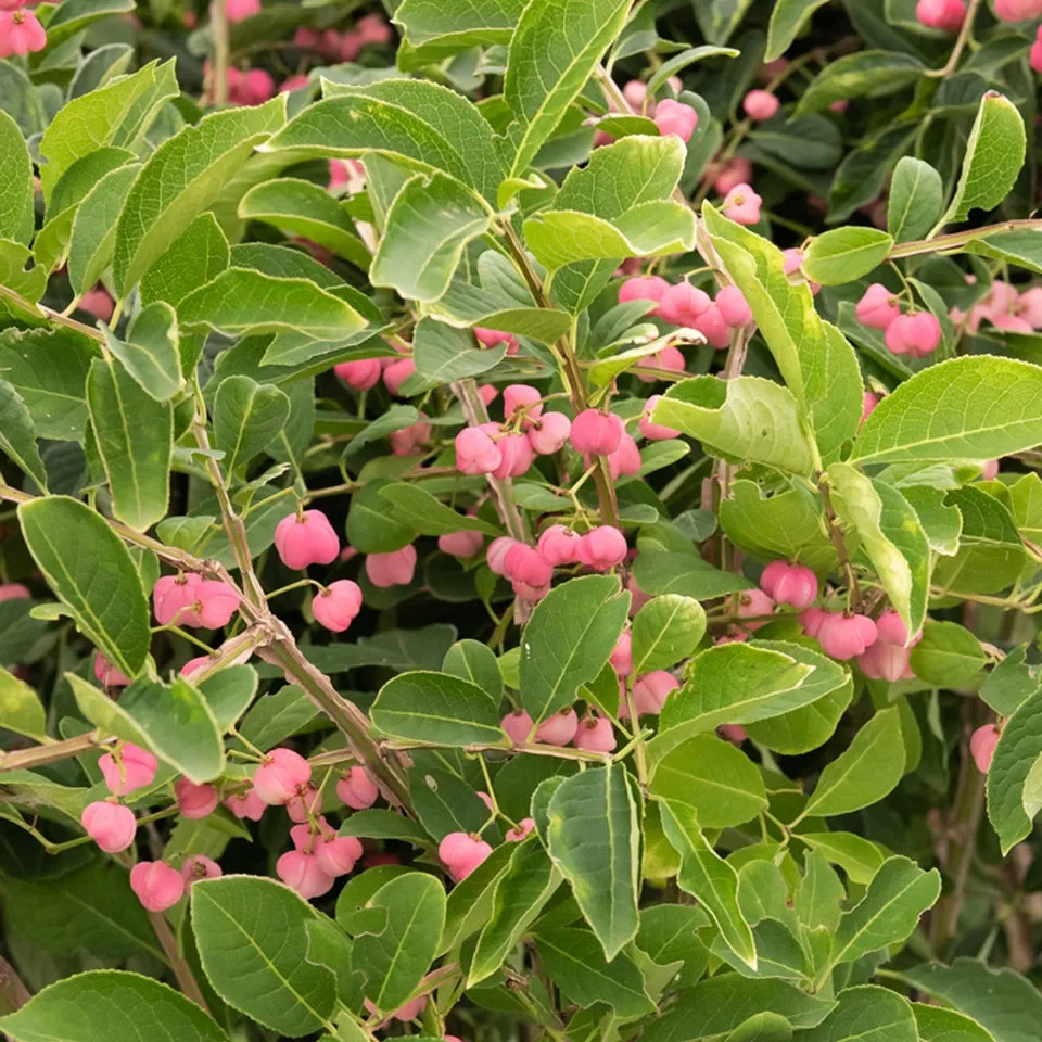 Bakker Fusain de Chine Euonymus phellomanus arbuste pot 2L