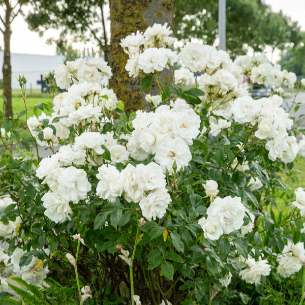 Bakker Rosier sur tige Korbin racine nue blanc tige 90-100cm