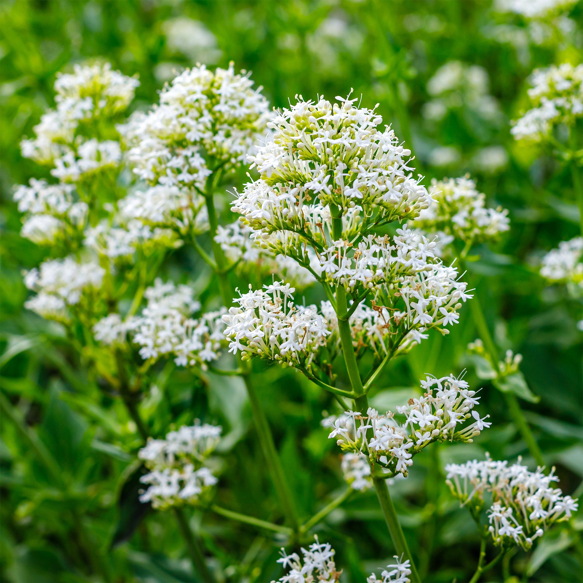 Bakker Valériane blanche vivace pot 9cm muret