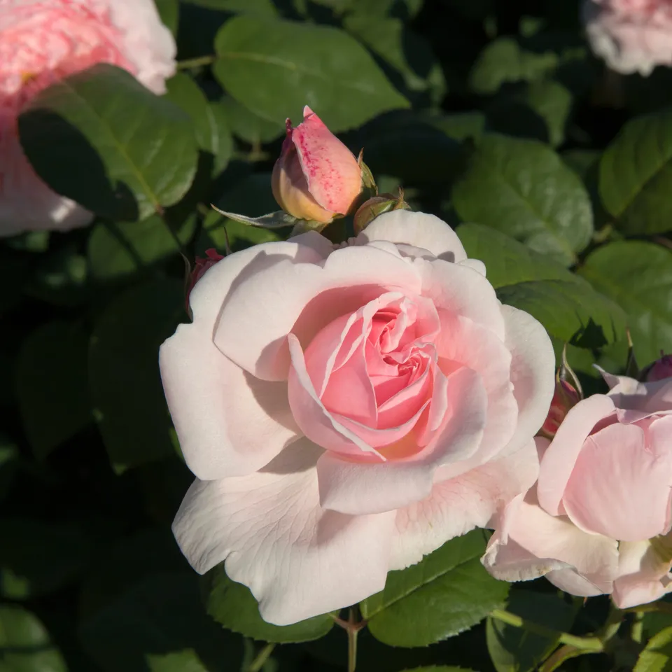 Bakker Rosiers buisson rose racine nue rose remontant soleil