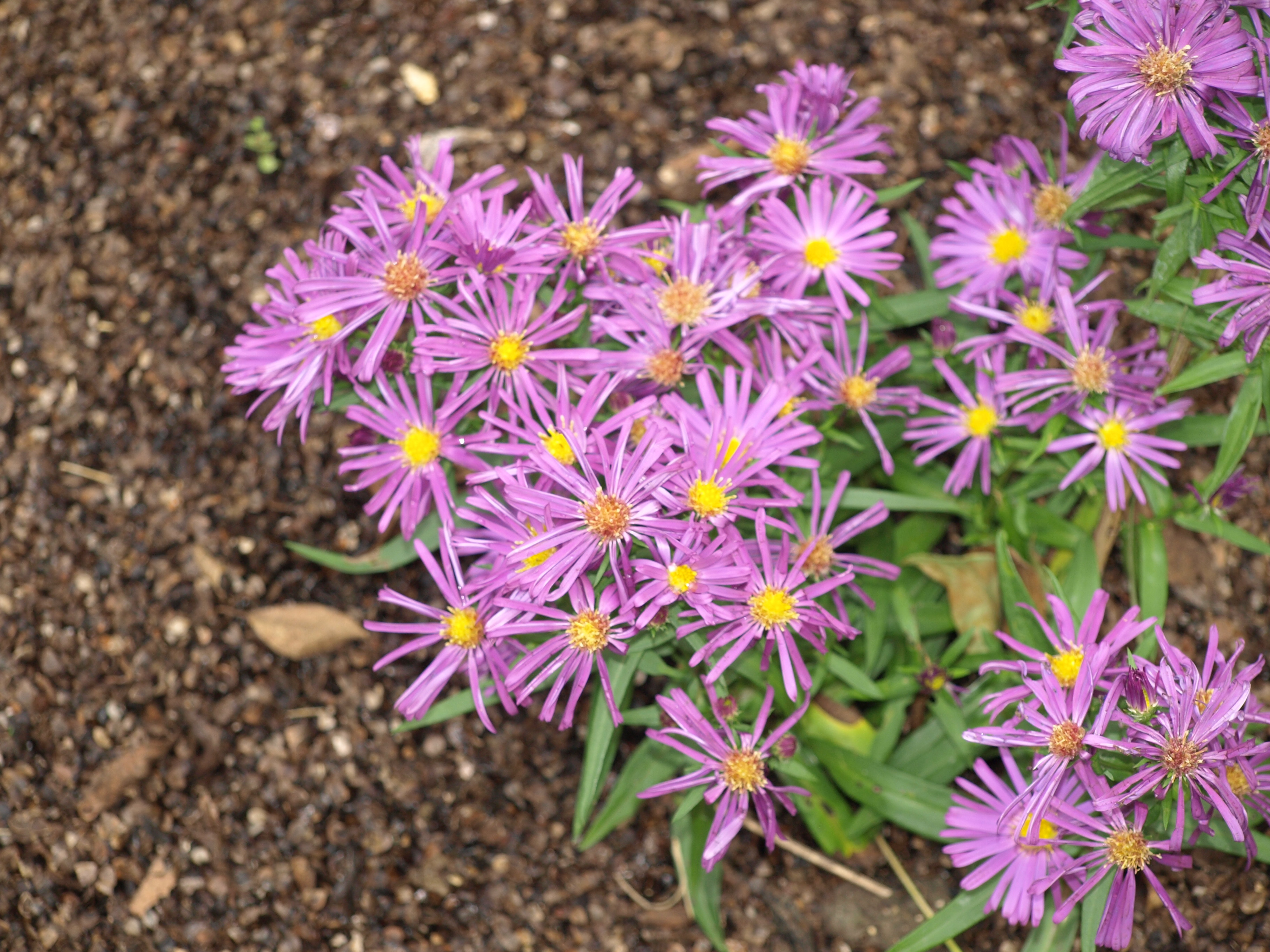 Passion Vivaces ASTER dumosus Mauve Magic vivace godet fleurs mauves