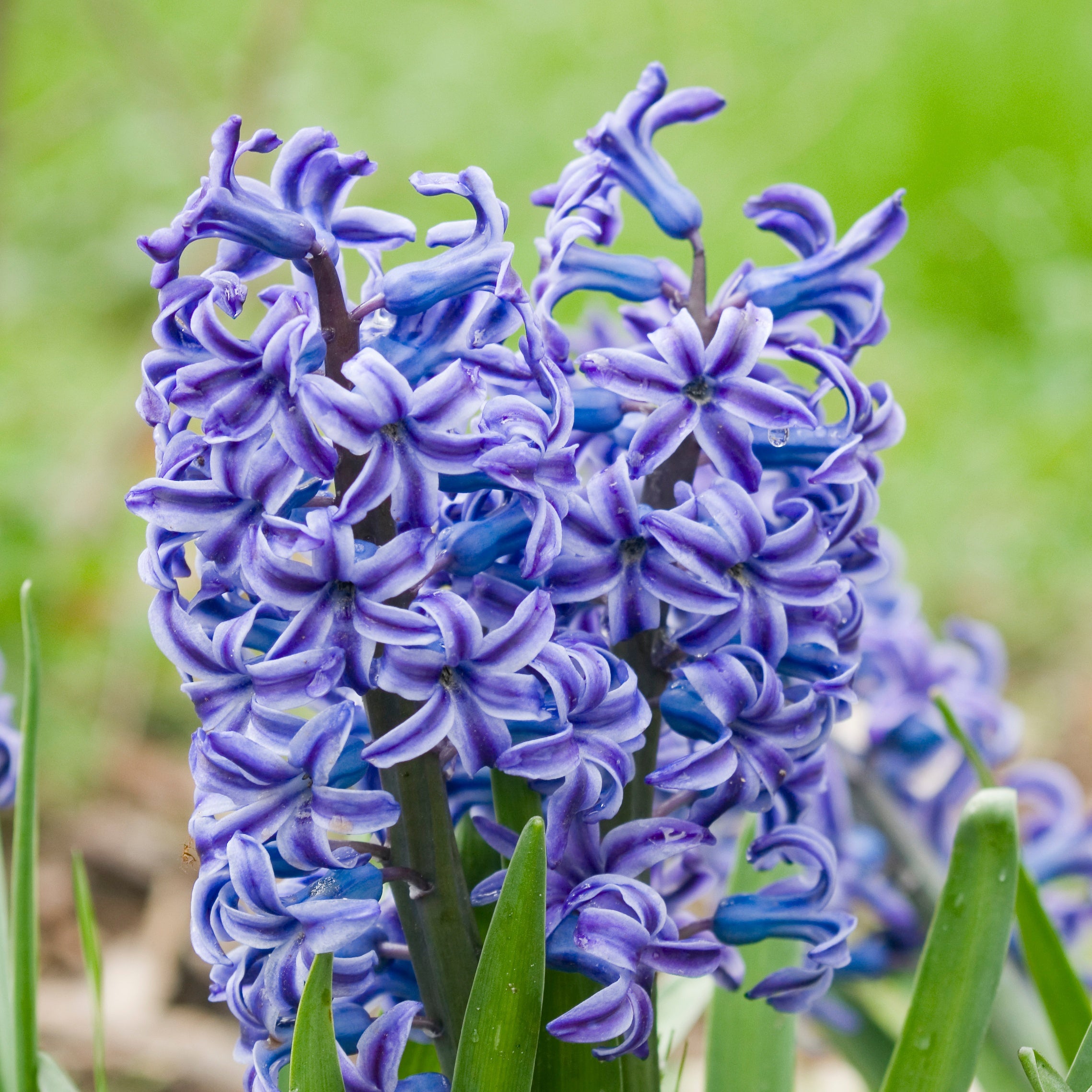 Bakker Rembrandt jacinthe violette lot de 5 bulbes