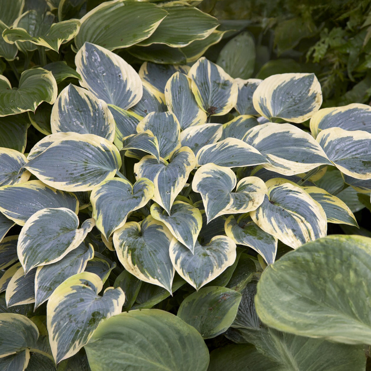 Bakker Hosta First Frost vivace panachée pot Ø 9 cm ombre