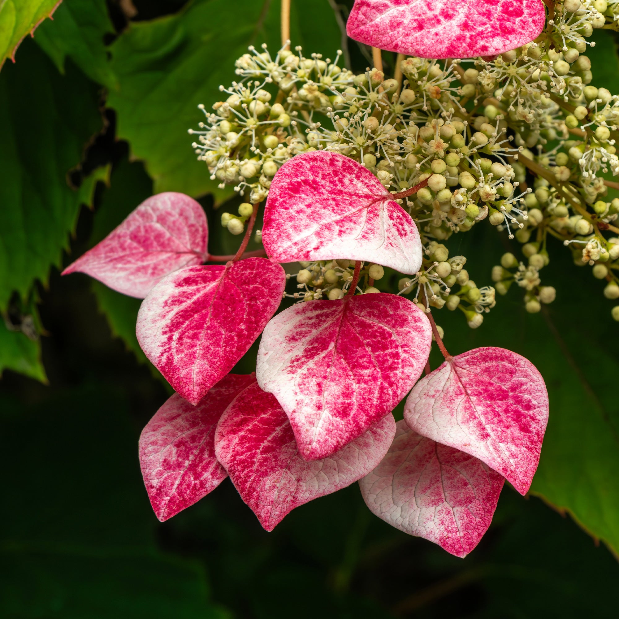 Bakker Schizophragma Roseum hortensia grimpant pot 17cm rose