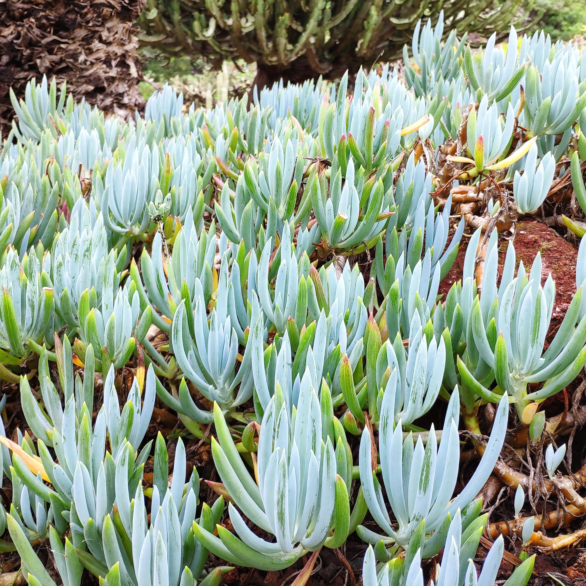 Bakker Séneçon Senecio mandraliscae plante grasse pot Ø 9cm bleu