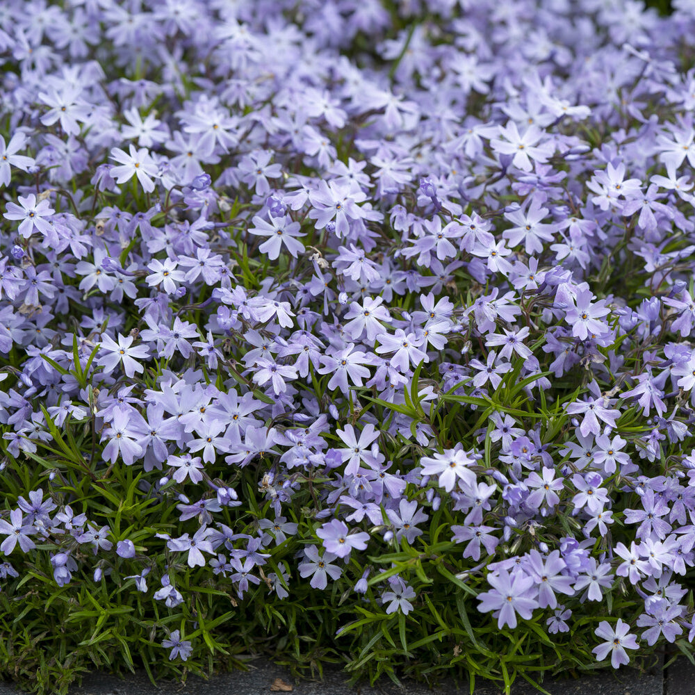 Bakker Emerald Cushion Blue phlox mousse pot 9cm violet