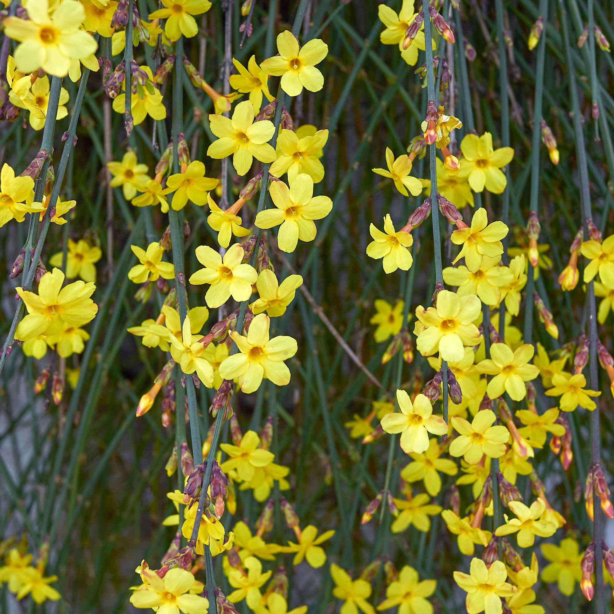 Bakker Jasmin hiver nudiflorum pot 2L 30-40cm