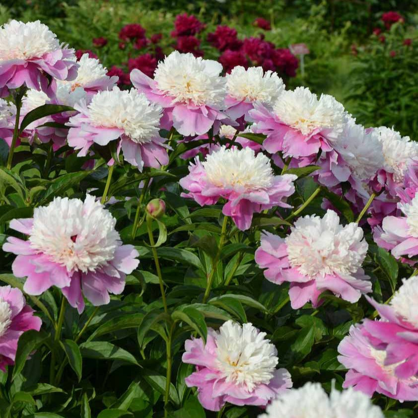 Bakker Plantes vivaces Pivoine Bowl of Beauty racine nue
