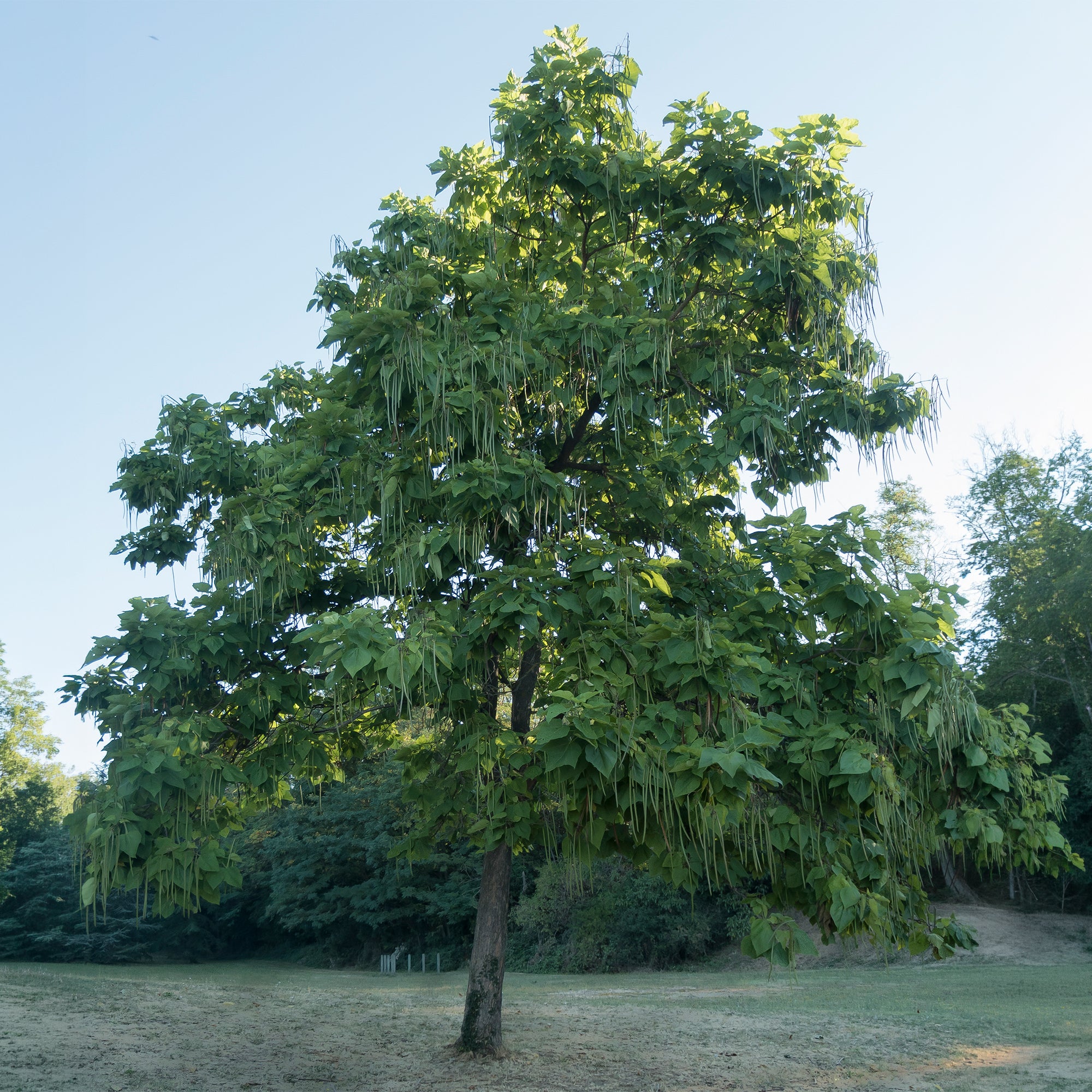 Bakker Catalpa commun racine nue 80-100cm blanc