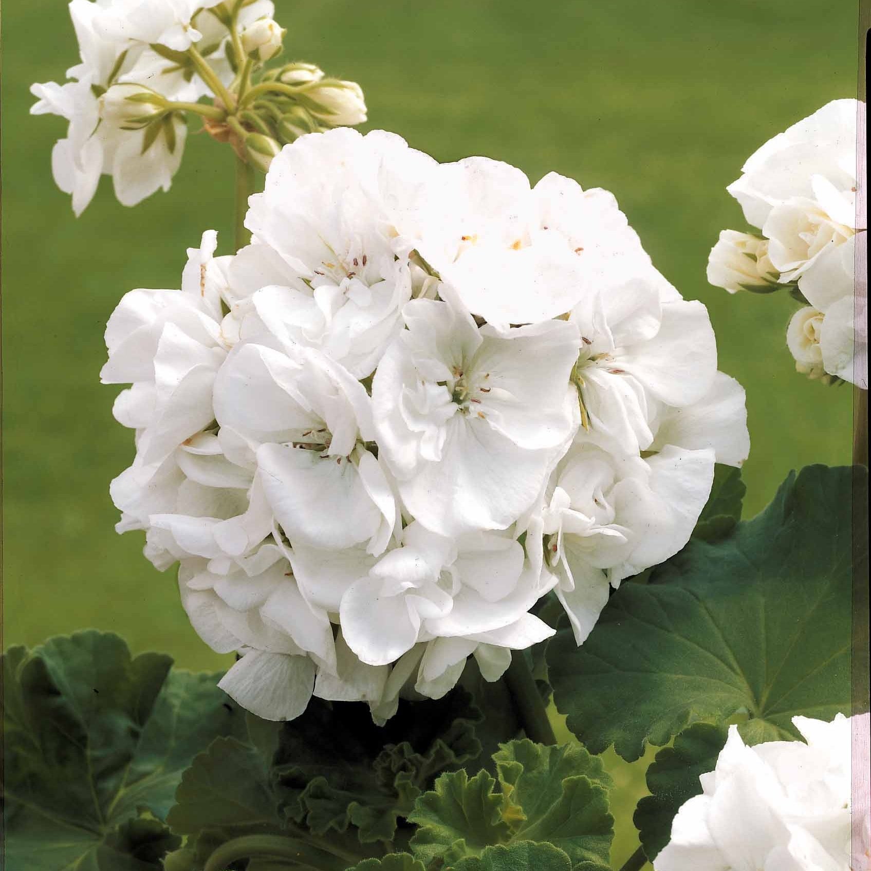 Bakker 3 Vivaces pastel Verbena Pelargonium Lobelia 3 pots