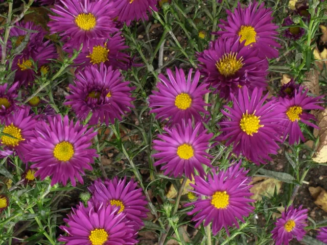 Aster Thundercloud plante vivace godet fleurs violettes